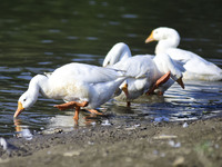 A flock of white geese searching food  at pond  in Nagaon district of Assam, India on oct. 15,2021. (