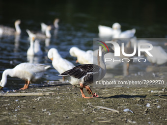 A flock of white geese searching food  at pond  in Nagaon district of Assam, India on oct. 15,2021. (