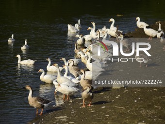 A flock of white geese swims at pond  in Nagaon district of Assam, India on oct. 15,2021. (