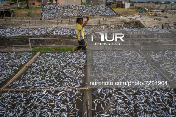 A worker collect dried fish at Mamboro Beach, Palu Bay, Central Sulawesi, Indonesia on October 16, 2021. Indonesia is an archipelagic countr...