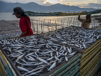 Workers collect dried fish at Mamboro Beach, Palu Bay, Central Sulawesi, Indonesia on October 16, 2021.
Indonesia is an archipelagic countr...