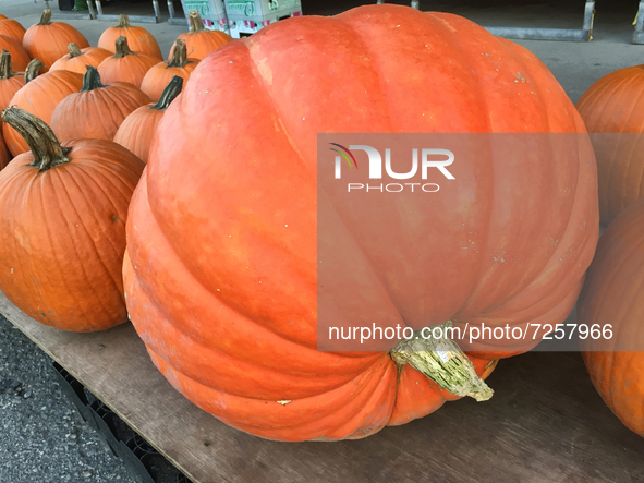 Large pumpkin displayed outside a supermarket during the Autumn season in Markham, Ontario, Canada, on October 20, 2021. 