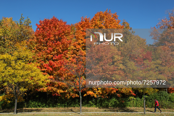 Colourful trees during the Autumn season in Maple, Ontario, Canada. 