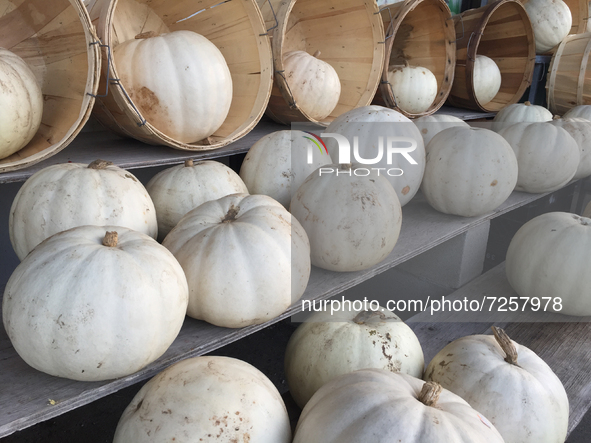 White pumpkins displayed in Markham, Ontario, Canada, on October 20, 2021. 