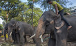A trainer poses with the circus elephants in Dhaka, Bangladesh. Bangladesh celebrates Worl...
