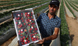 A Palestinian farmer shows a box of strawberries packed to be exported from Beit Lahia in...