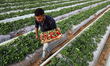 A Palestinian man picks strawberries in a field in Beit Lahia in the northern Gaza Strip o...