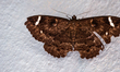A female White-barred Owl Moth is sitting on the wall at Tehatta, West Bengal; India on 16...