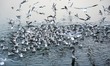 Indian People feed seagulls near the lake during cold winter morning in Ajmer, Rajasthan,...