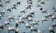Indian People feed seagulls near the lake during cold winter morning in Ajmer, Rajasthan,...