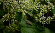 A broad-headed bug (Leptocorisa sp.) is sitting next to the wildflowers in a forest at Teh...