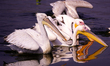 Pelicans inside the Anasagar Lake in Ajmer as temperature starts to drop in most parts of...