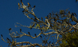 A colony of Mexican grackles seen on a tree in Hunucmá.On Saturday, December 04, 2021, in...