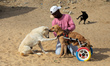  Palestinian animal caretaker Said Al-Aer put a paralysed dog on a new wheelchair in Gaza...