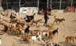 A Palestinian volunteer feeds stray dogs at the dog shelter of the Al-Soulala Association...