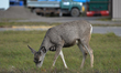 Urban deer in Elkford.On Saturday, 02 October 2021, in Elkford, British Columbia, Canada....