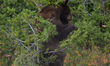 American black bear rubbing against a tree seen at Waterton Lakes National Park.On Tuesda...