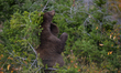 American black bear rubbing against a tree seen at Waterton Lakes National Park.On Tuesda...