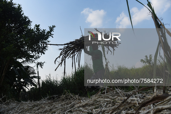 A worker carries sugarcane for the production of Gur (jaggery)  in a village on December 10, 2021 in Barpeta, Assam, India. Gur (jaggery) is...