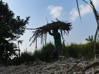A worker carries sugarcane for the production of Gur (jaggery)  in a village on December 10, 2021 in Barpeta, Assam, India. Gur (jaggery) is...