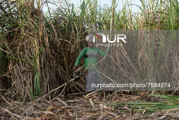 A worker cuts sugarcane for the production of Gur (jaggery)  in a village on December 10, 2021 in Barpeta, Assam, India. Gur (jaggery) is a...