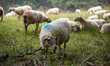 Sheeps graze in an enclosure in the Basque area of the region Nouvelle-Aquitaine in France...