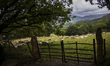 Sheeps graze in an enclosure in the Basque area of the region Nouvelle-Aquitaine in France...