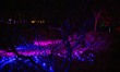 The Brooklyn Botanical Garden Lightscape Show on January 8, 2022 in New York City. 