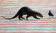 A smooth coated otter walks next to a crow at Kallang Riverside Park on January 10, 2022 i...