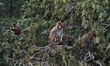 Monkeys sit on the branches of a Tree in Rajouri Jammu and Kashmir, India on 12 January 20...