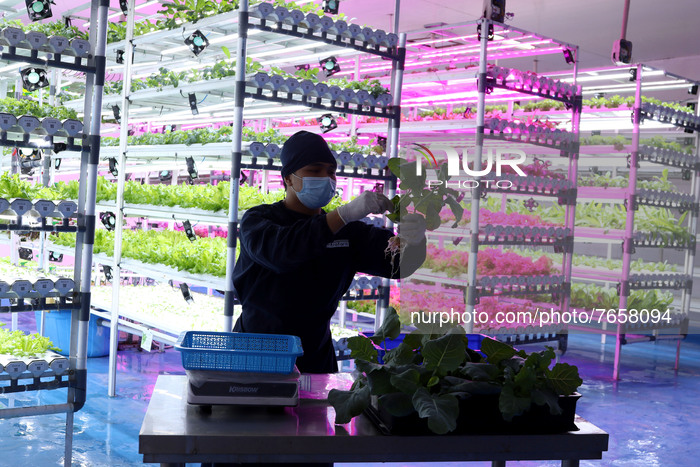 Indoor Vegetable Cultivation In Indonesia