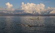 Ducks are seen as Kashmiri men catch fish in Wular Lake Amid COVID-19 Coronavirus Pandemic...