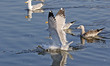 Jaipur : Seagulls birds at Mansagar Lake ' Jal Mahal' during the winter season in Jaipur ,...