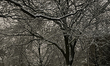 Trees covered with snow and ice as snow covered the city of  Toronto, Ontario, Canada, on...