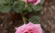 Detail of a miniature rose during the rose harvest season in a flower greenhouse in the to...
