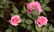 Detail of a miniature rose during the rose harvest season in a flower greenhouse in the to...