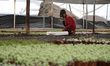 A Farmer during the harvest of the Cactaceae plant inside of a greenhouse in the town of X...