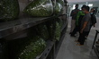 Palu Mayor Hadianto Rasyid (right) looks at the processing of Moringa plants at PT Kelor O...