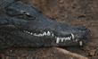 A crocodile at the ZOO in Merida.On Sunday, February 13, 2022, in Merida, Yucatan, Mexico...