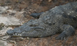 A crocodile at the ZOO in Merida.On Sunday, February 13, 2022, in Merida, Yucatan, Mexico...