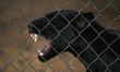 Black panther at the ZOO in Merida.On Sunday, February 13, 2022, in Merida, Yucatan, Mexi...