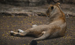Female lion at the ZOO in Merida.On Sunday, February 13, 2022, in Merida, Yucatan, Mexico...