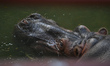 A hippopotamus at the ZOO in Merida.On Wednesday, February 16, 2022, in Merida, Yucatan,...