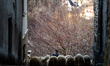 Daily life in Petrignano, one of the smallest villages in the province of Rieti, municipal...