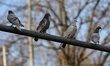 Pigeons sit on a cable at a residential area in Kupwara Jammu and Kashmir India on 12 Marc...