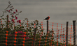 Vermillion Flycatcher - male (Pyrocephalus rubinus), seen in Miraflores district of Lima....