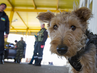 Service dog at the BCP Customs Control Zone on the border between Ukraine and Moldova (