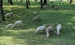 Sheep Grazing in a tree nursery in Sopore, District Baramulla, Jammu and Kashmir, India on...