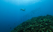 A view of underwater marine life of green turtle (Chlonia mydas) at Gili Trawangan in Lomb...
