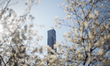 People enjoying spring cherry blossom in Central Park,New York city. 